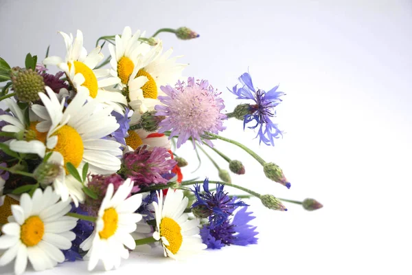Un ramo de flores silvestres silvestres está sobre un fondo blanco. Ramo de margaritas, acianos, amapola y trébol . — Foto de Stock