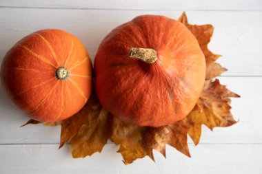 beyaz ahşap arka plan üzerinde sararmış sonbahar akçaağaç yaprakları ile farklı boyutlarda iki turuncu Hokkaido kabak. Yukarıdan görüntüle