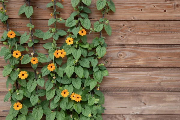 ahşap kahverengi kurulları bir arka plan üzerinde turuncu yaz çiçekleri çiçekli çalı. siyah gözlü Susan (Thunbergia alata) yakından görünümünde