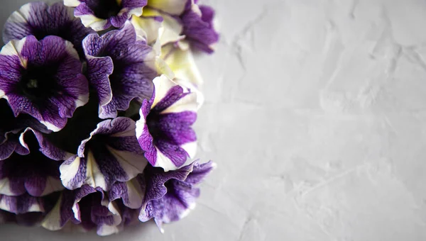 Pequeño ramo de flores de petunia de color blanco lila brillante sobre un fondo gris. Copiar espacio . — Foto de Stock