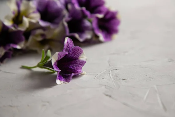 Una flor violeta petunia con mentiras blancas sobre un fondo gris. En el fondo, un ramo borroso de petunias púrpuras — Foto de Stock