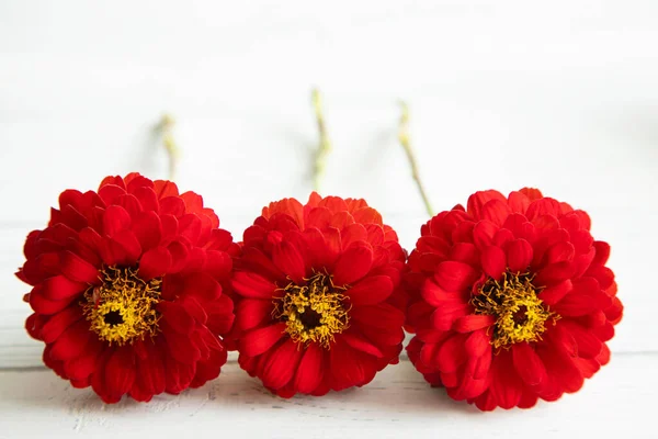 Drei frische rote Zinnia-Blüten auf weißem Hintergrund. Rote Blumen liegen auf weißem Hintergrund — Stockfoto