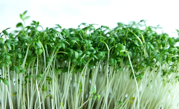 Mikroçim, marul, beyaz arka planda yakın plan Cress salatası. Metin için sağlıklı yeme yeri