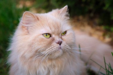 Baharda sokakta sevimli, uzun saçlı bej bir kedinin yakın plan portresi. Evcil hayvanlar.