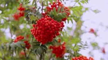 4K video, sonbaharda parktaki yeşil bir çalılıkta portakal kırmızısı böğürtlenlerin yakın çekim görüntüleri. Rüzgarda dutlu dallar.