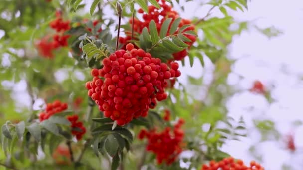 4k video, close-up footage of a bunch of orange-red rowan berries on a green bush in autumn in the park. Branches with berries in the wind. — Stock Video