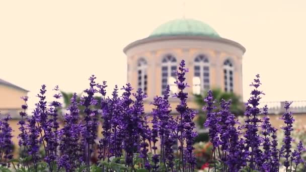 ヨーロッパの植物園では ラベンダーが風に揺れる 花を背景にした古代の建物 Hd映像 — ストック動画