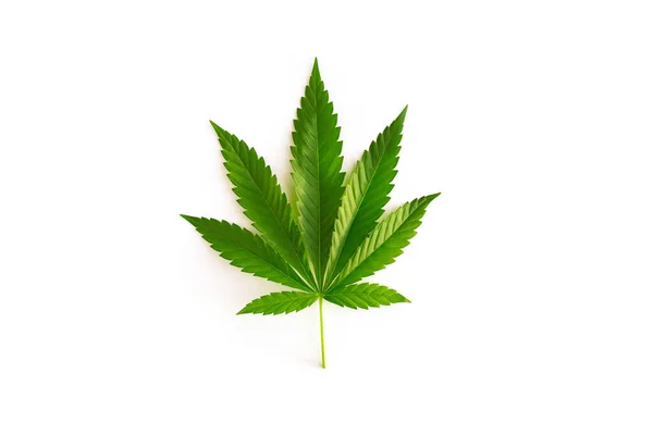 Hoja Verde Fresca Cáñamo Cannabis Aislado Sobre Fondo Blanco Planta — Foto de Stock