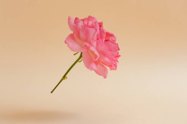 Tarafsız bir arkaplanda uçan ya da yükselen taze pembe gül ve metin için yer var. Tasarım elementi, düğünü ve yıldönümünü kutlarım..