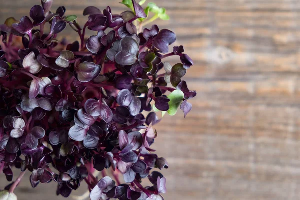 Draufsicht auf Sämlinge von Rettichsaaten auf einem hölzernen Hintergrund mit Platz für Text. Mikrogemüse im Geschirr. Superfood — Stockfoto