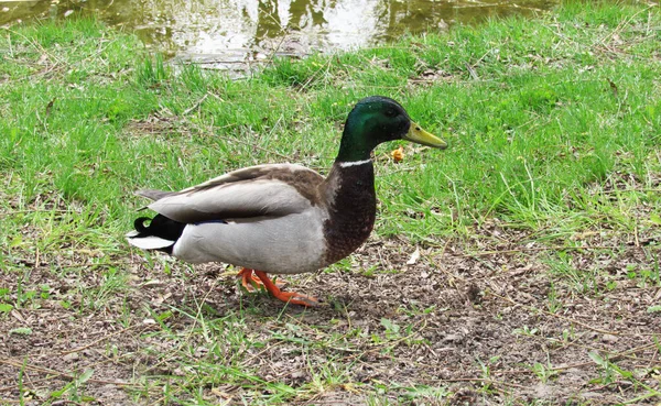 Ente Ufer — Stockfoto