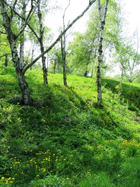 Ağaçlı yeşil çayır