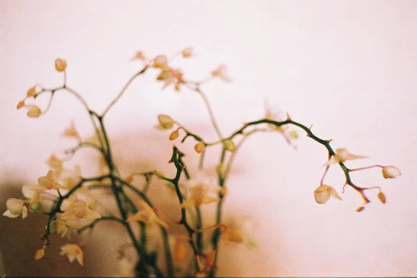 ดอกไม ใบไม อนน ชมพ — ภาพถ่ายสต็อก