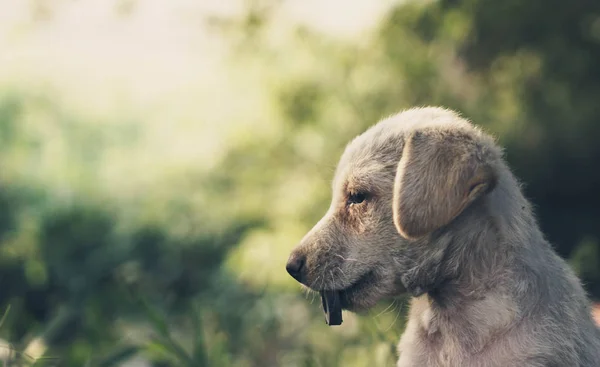 野良犬の子犬の顔 ペットケアの概念 — ストック写真