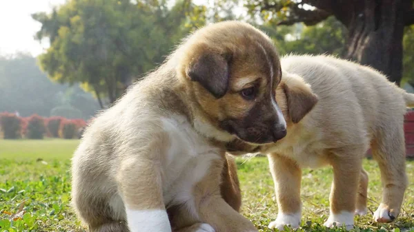 美しい庭で遊んでいる間に子犬が別のものを押しています。Str — ストック写真