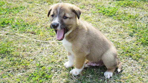 Bocejando filhote de cachorro clicado de um ângulo superior em um parque público . — Fotografia de Stock