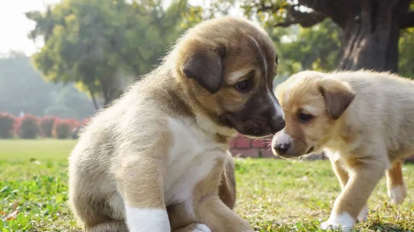 Dos lindos y adorables cachorros jugando juntos y burlándose de uno a — Foto de Stock