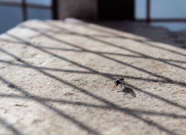 Parlak güneş ışığı filtresiyle beton bir bankta oturan bir sinek.