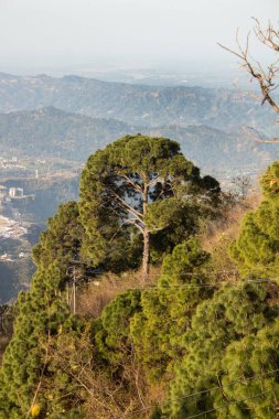 Tepenin tepesinde güzel bir orman Bulanık dağ sıraları