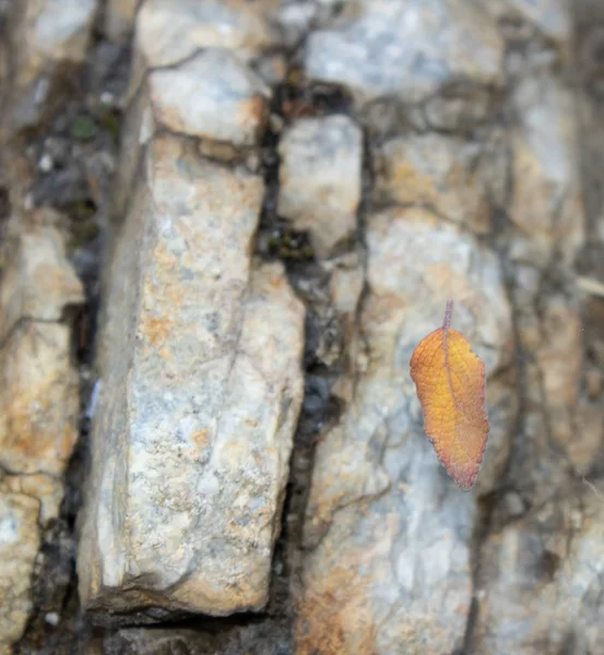 Beau concept d'automne. Une feuille séchée jaune orangé ha — Photo