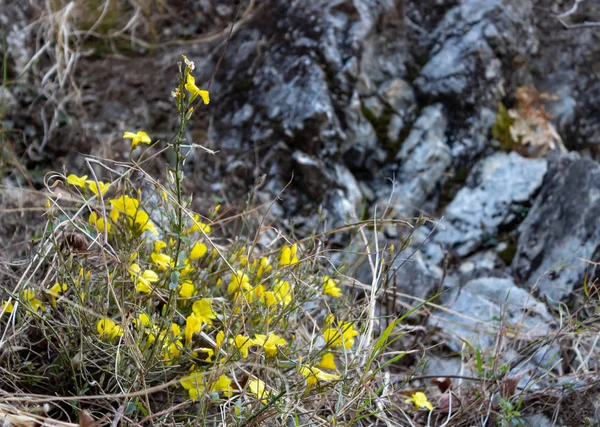 Aglomerado de flores amarelas selvagens contra rochas pretas escuras no b — Fotografia de Stock