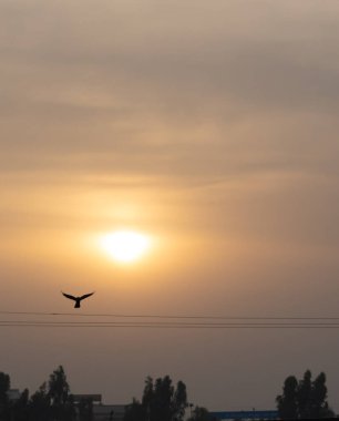 Kablolara bir kuş kondu ve arka planda gün batımı.