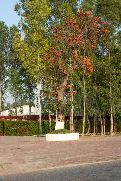 Schöner Baum Mit Roten Und Orangen Blüten Frühling Und Eukalyptusbäumen — Stockfoto
