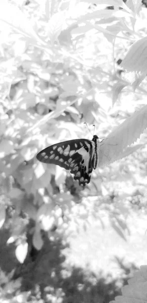 Черно Белая Фотография Бабочки Лежащей Листке Растения Ярком Фоне — стоковое фото