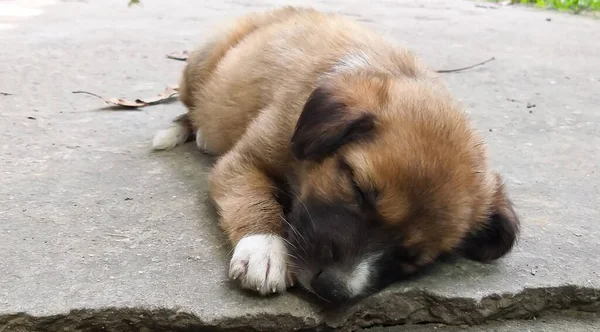Een Schattige Pup Die Rustig Vloer Slaapt Innocence Concept — Stockfoto