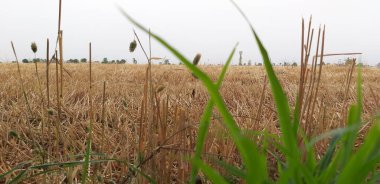 Bir buğday tarlasının geniş manzaralı görüntüsü. Önplandaki yeşil çimenlerin çözünmesiyle hasat edilmiş..