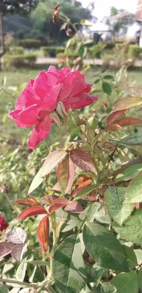 Una Hermosa Flor Rosa Floreció Gotas Rocío Brillando Sobre Pétalo — Foto de Stock