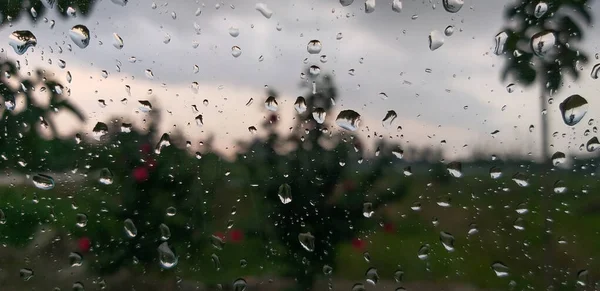 从玻璃窗后面拍摄的美丽的雨后草坪照片 背景是棕榈树的轮廓 — 图库照片