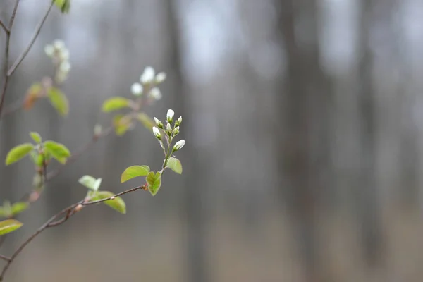 Floraciones del Bosque Blanco — Foto de Stock