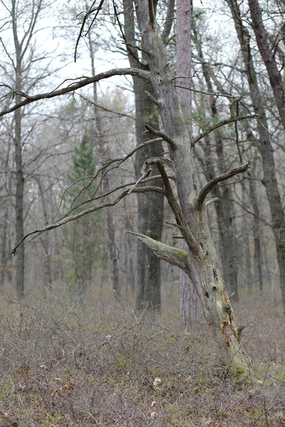 Dode boom in de open — Stockfoto