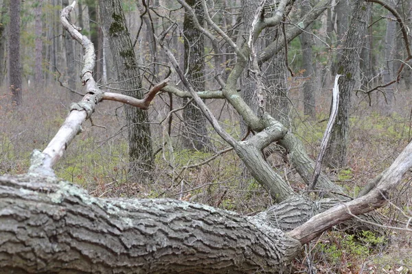 Árbol caído en primavera — Foto de Stock