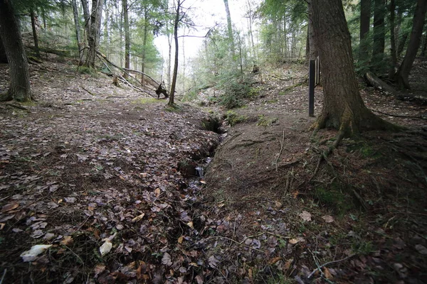 Canal erosionado a través del suelo del bosque — Foto de Stock