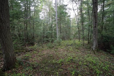 Bahar Ormanı Açılışı