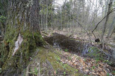 Büyük Ağaç Tabanı