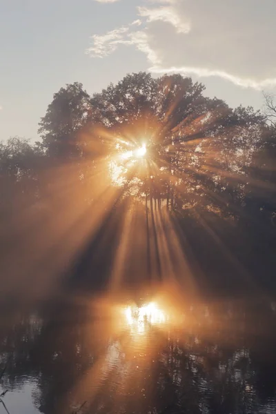 Magníficos rayos de luz a través de los árboles Imagen De Stock