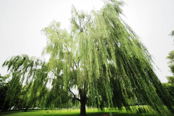 Willow llorando en un día sombrío —  Fotos de Stock