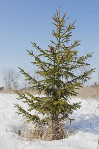 हिवाळी स्प्रूस वृक्ष — स्टॉक फोटो, इमेज