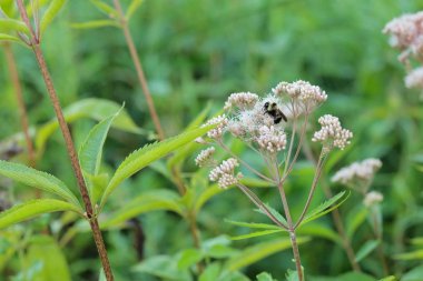 Bumblebee ve Milkweed