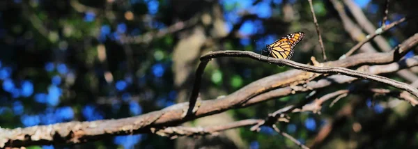 Resting Monarch — Stock Photo, Image