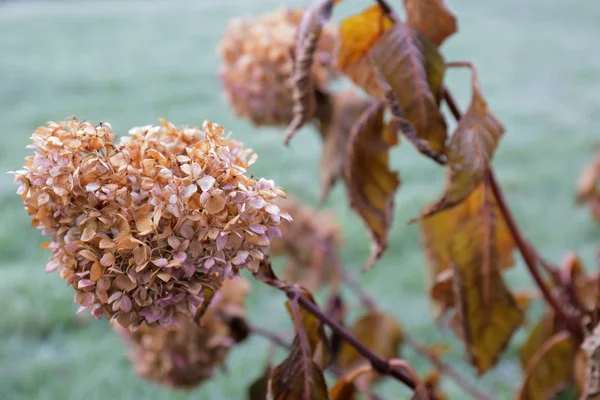 Atractiva hortensias muertas — Foto de Stock