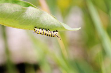 Monarch kelebek tırtıl
