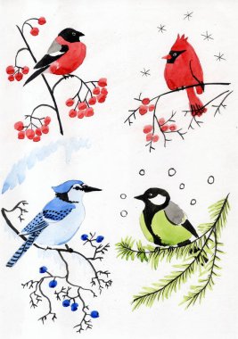 Suluboya çizim Dört kuş - Bullfinch, Kırmızı Kardinal, Tit, Blue Jay