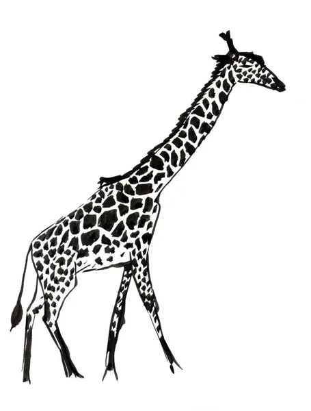 Жираф Жираф — стоковое фото