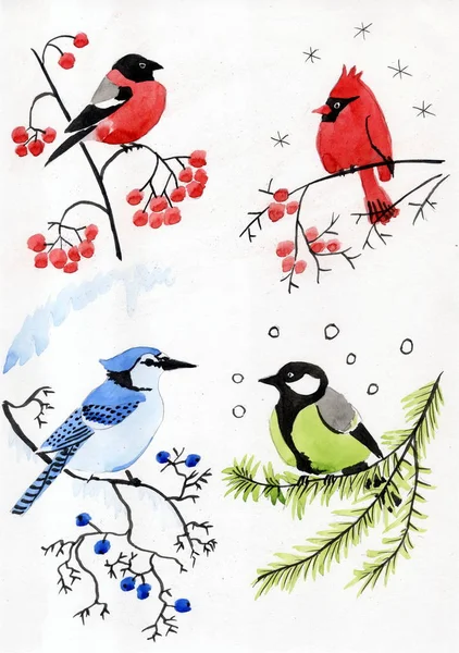 Suluboya çizim Dört kuş - Bullfinch, Kırmızı Kardinal, Tit, Blue Jay