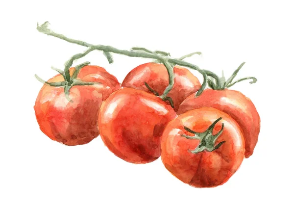 Watercolor Drawing Ripe Tomatoes Branch — Stock Photo, Image