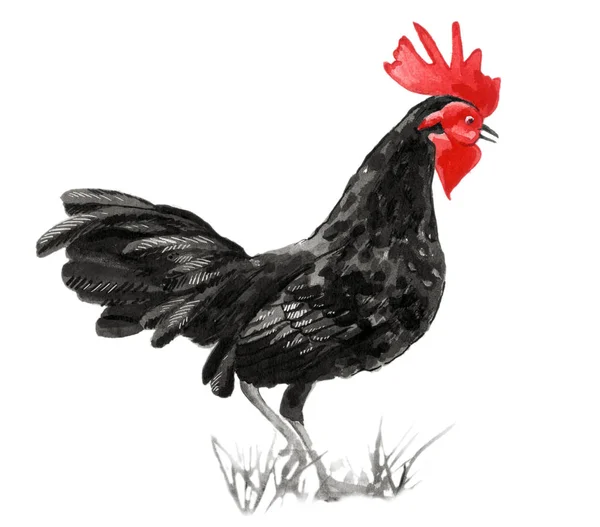 Watercolor Drawing Black Rooster — Stock Photo, Image